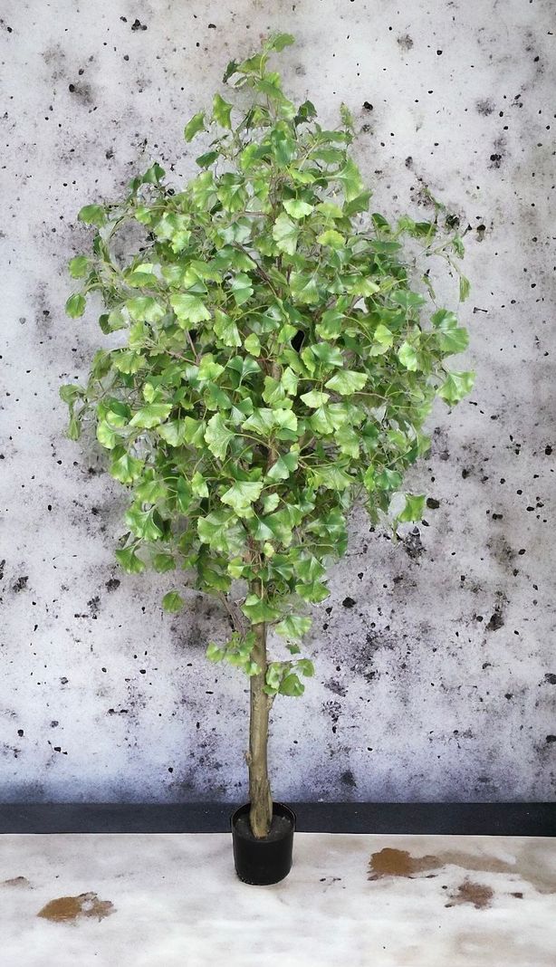 Planta Decorativa Arbol De Ginko 180Cm-1