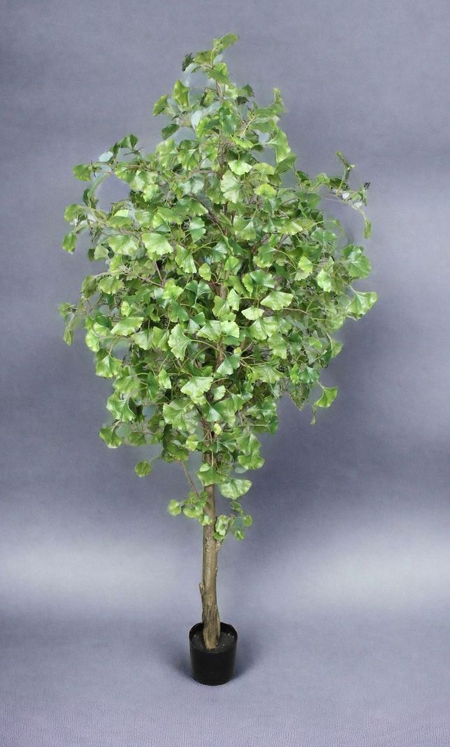 Planta Decorativa Arbol De Ginko 180Cm-2