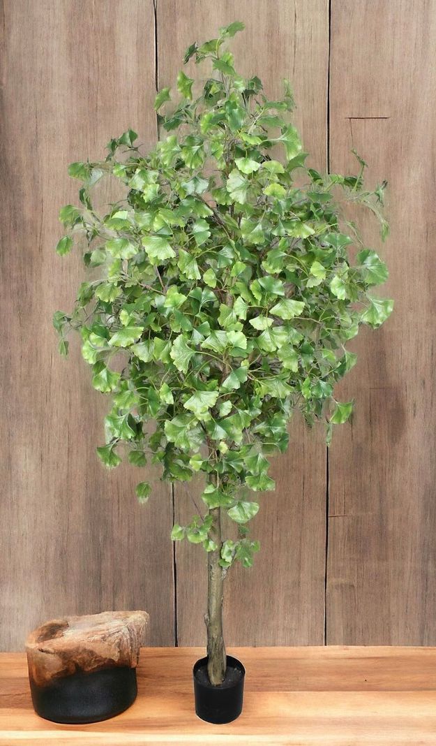 Planta Decorativa Arbol De Ginko 180Cm-3