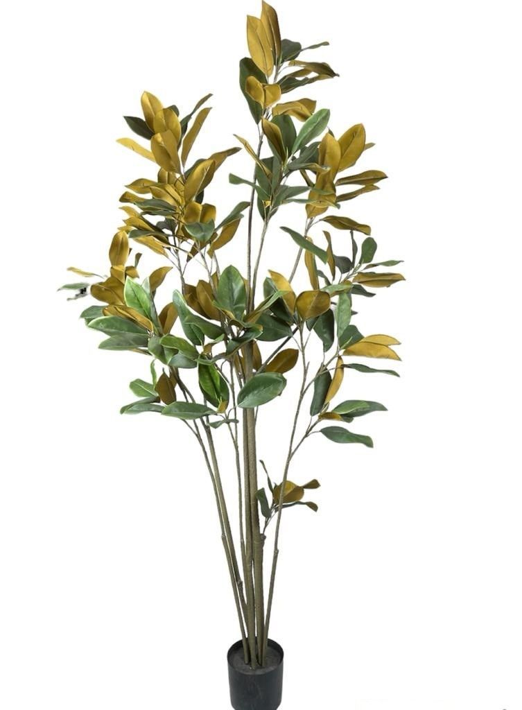 Planta Decorativa Arbol Magnolia Denudata 180Cm-0