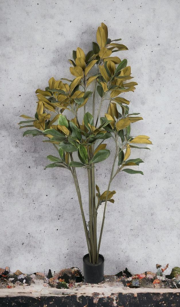 Planta Decorativa Arbol Magnolia Denudata 180Cm-2