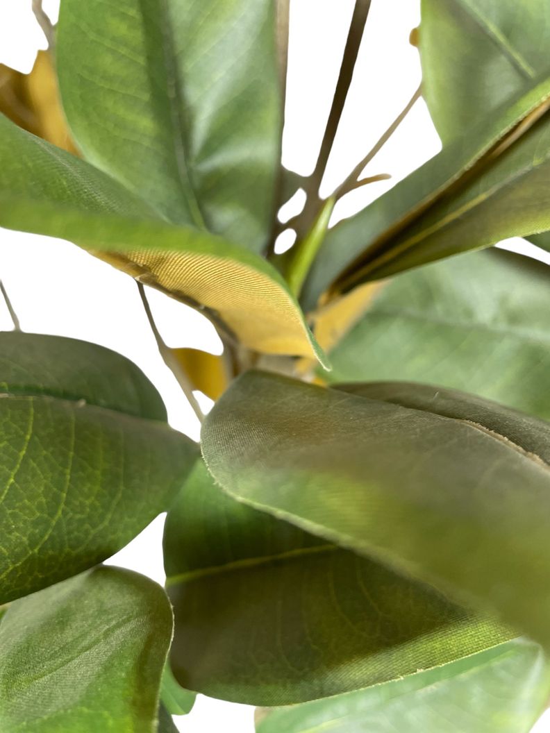 Planta Decorativa Arbol Magnolia Denudata 180Cm-3