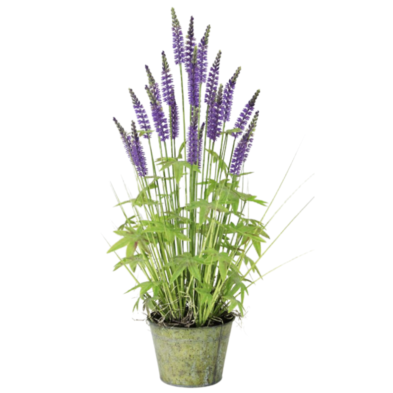PLANTA DECORATIVA COREL PASTO LAVANDA 60CM-0