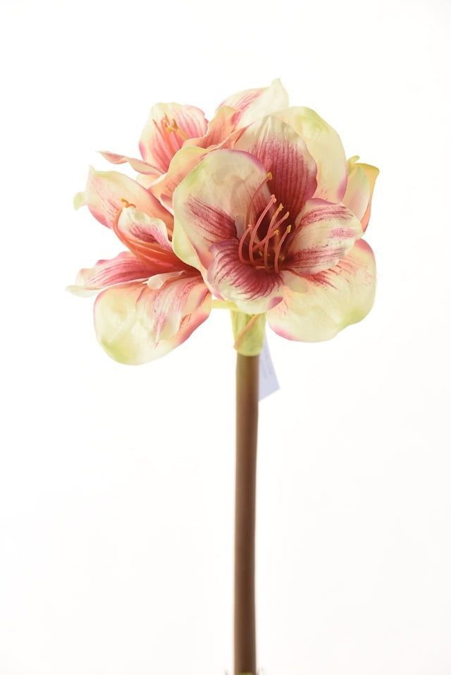 Amaryllis Rosa/Blanca 68cm Artificial | Estilo Natural para Interiores y Vitrinas Rosado Claro