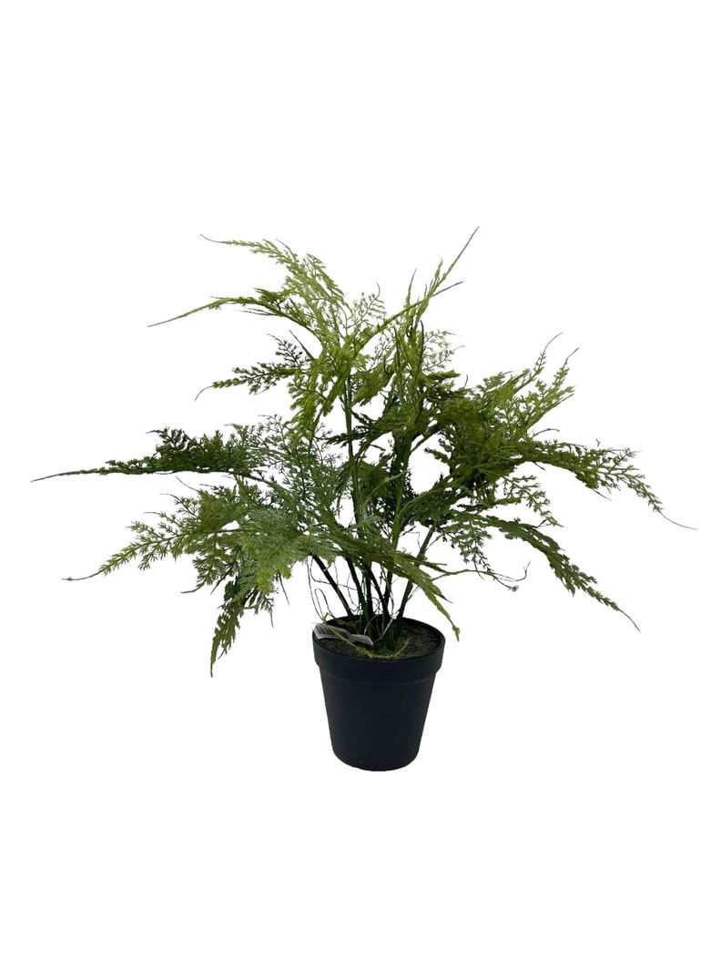 PLANTA DECORATIVA COREL HELECHO ESPARAGUS 46CM-0