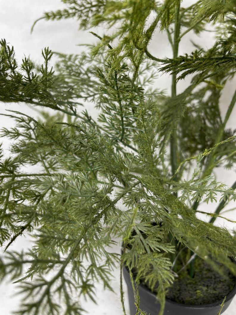 PLANTA DECORATIVA COREL HELECHO ESPARAGUS 46CM-1