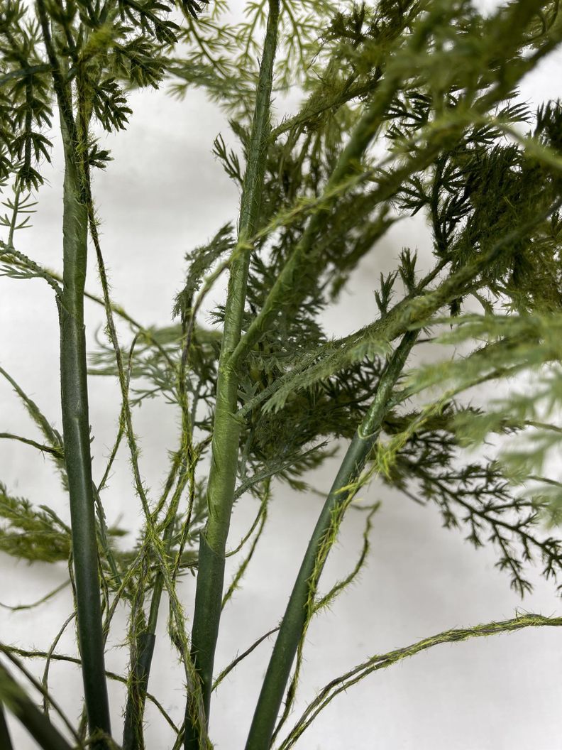 PLANTA DECORATIVA COREL HELECHO ESPARAGUS 46CM-2