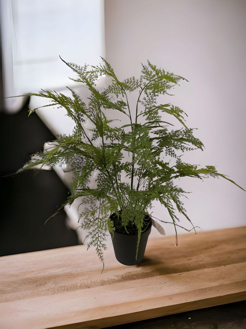PLANTA DECORATIVA COREL HELECHO ESPARAGUS 46CM-3