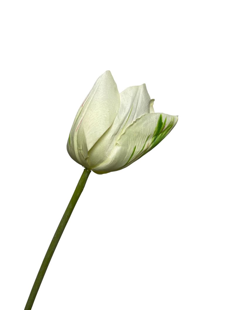 Tulipan Blanco 50cm