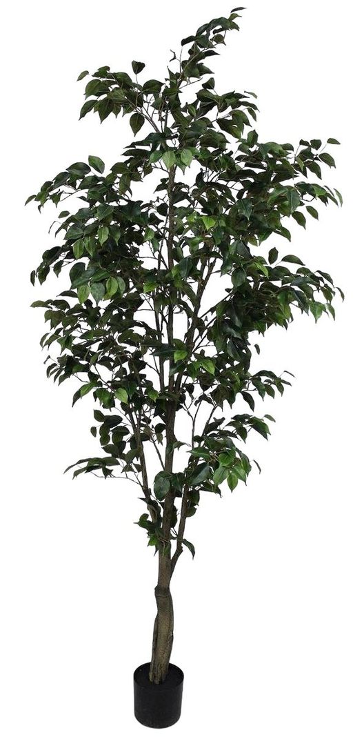 PLANTA DECORATIVA COREL ARBOL DE FICUS 210CM-0