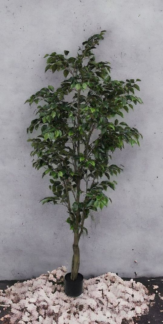 PLANTA DECORATIVA COREL ARBOL DE FICUS 210CM-2