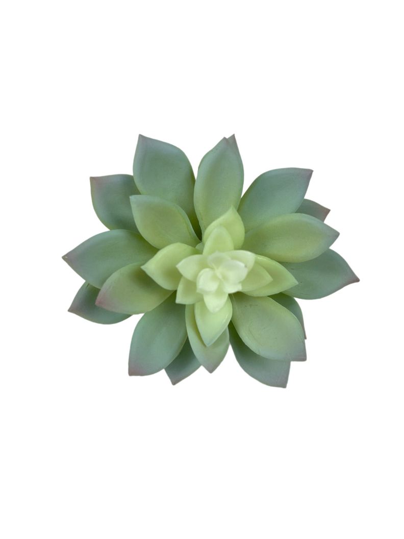 Suculenta Echeverria Gris 14cm