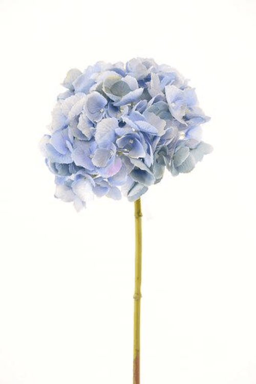 Hortensia Celeste 50cm Artificial | Estilo Natural para Interiores y Vitrinas