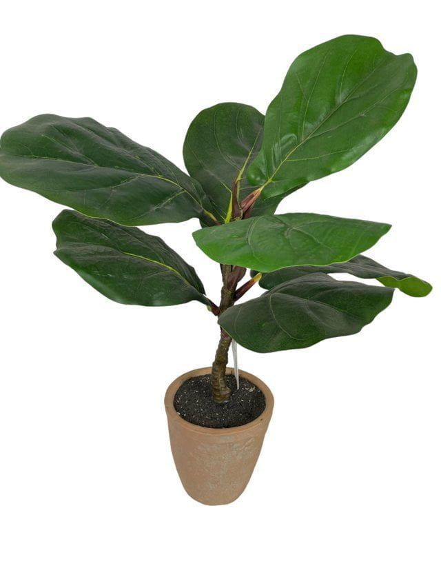 Ficus Lyrata Con Macetero 50cm Artificial | Estilo Natural para Interiores y Vitrinas Verde