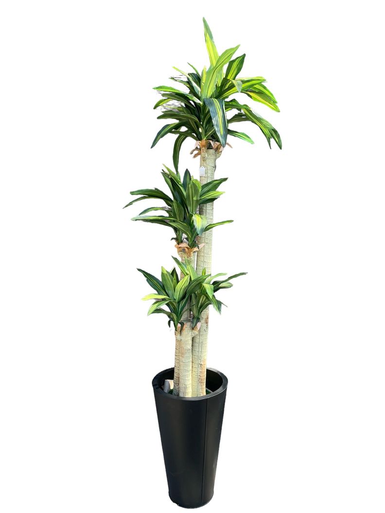 Planta Decorativa Corel Arbol Dracena 166cm-1