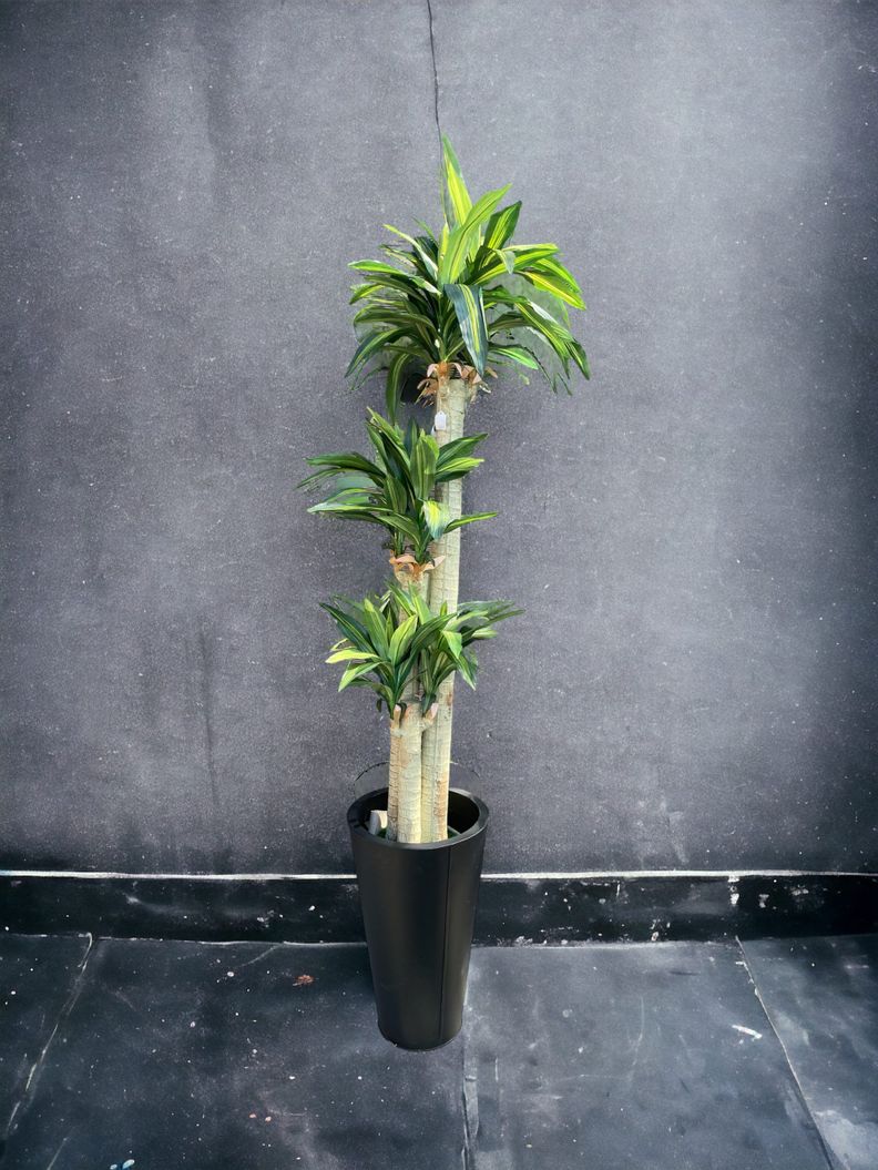 Planta Decorativa Corel Arbol Dracena 166cm-2