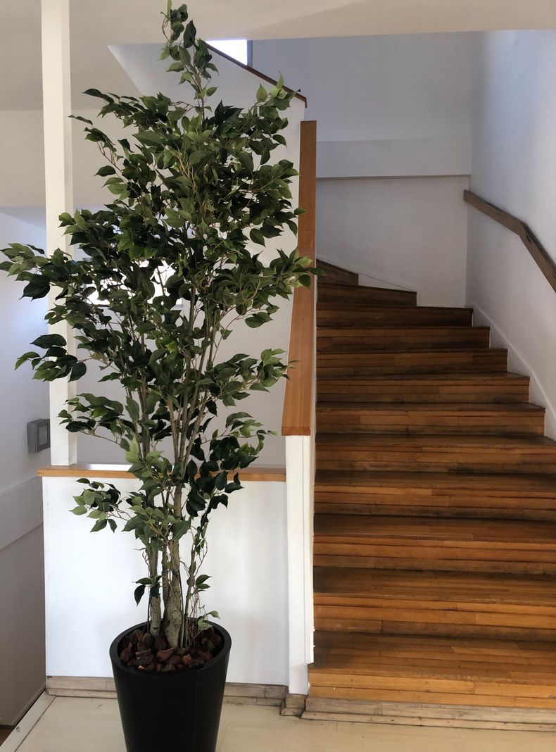 Planta Decorativa Arbol Ficus 240Cm-1