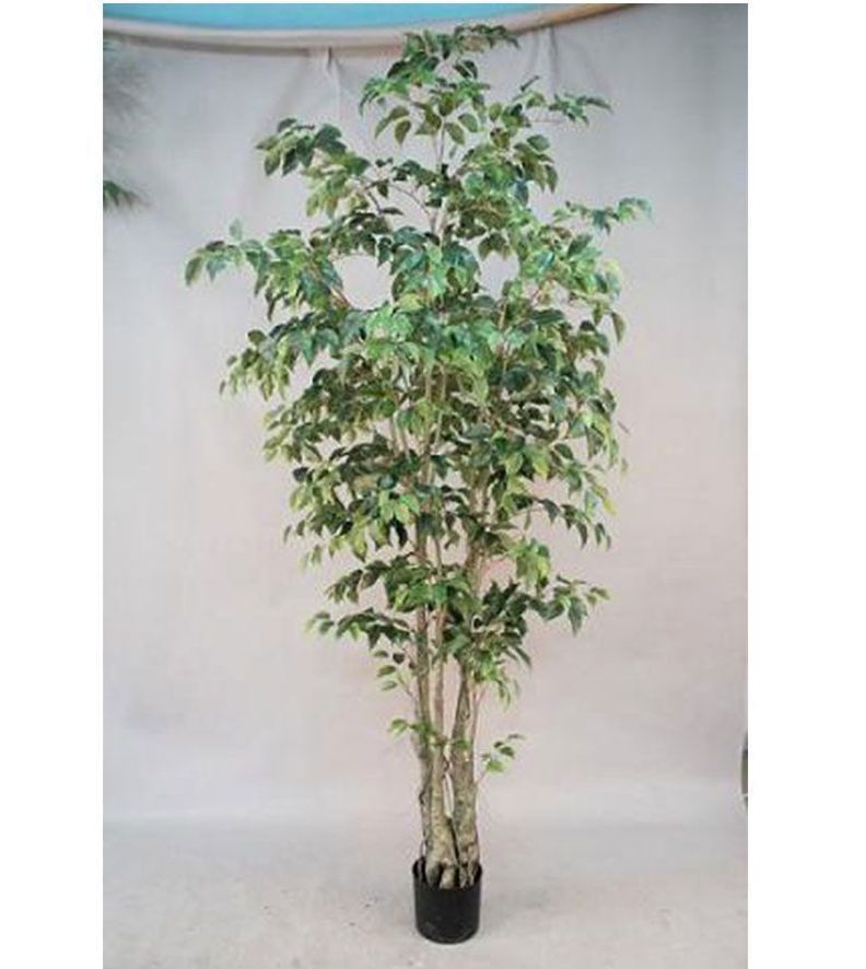 Planta Decorativa Arbol Ficus 240Cm-3