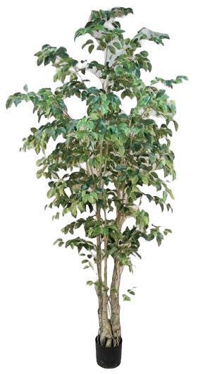 Planta Decorativa Arbol Ficus 240Cm-4