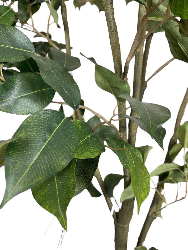 Planta Decorativa Arbol Ficus 240Cm-5