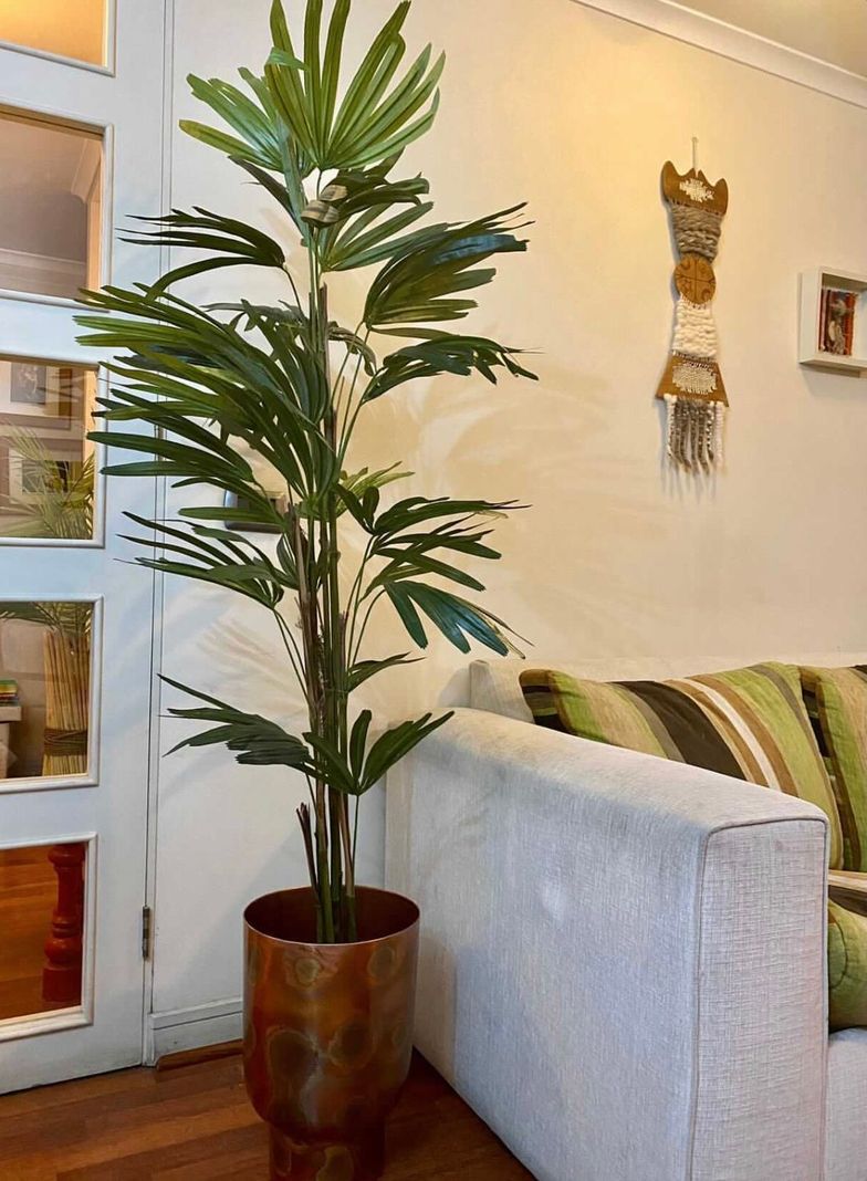 PLANTA DECORATIVA COREL PALMERA RAPHIS 150CM-4