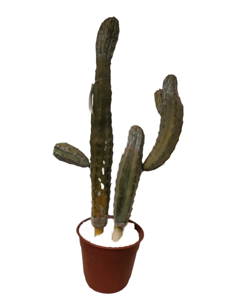 Cactus Decorativo Doble 87Cm -0