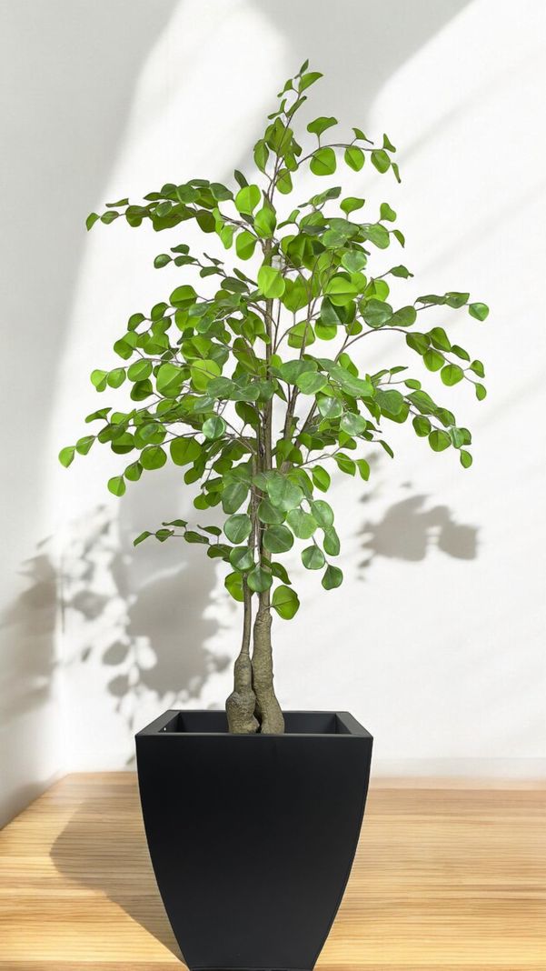 Planta Decorativa Arbol De Eucalipto 150Cm-2