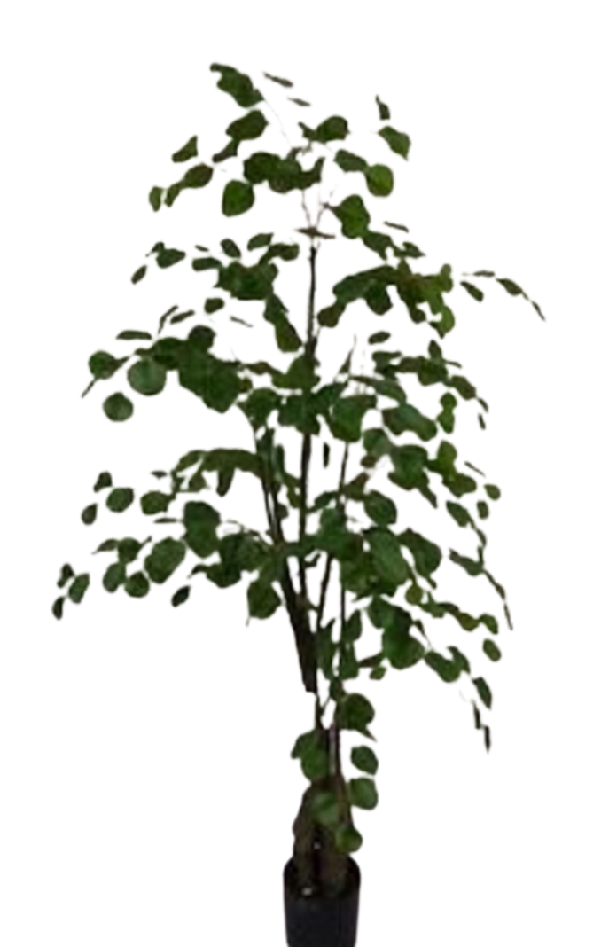 Planta Decorativa Arbol De Eucalipto 150Cm-4