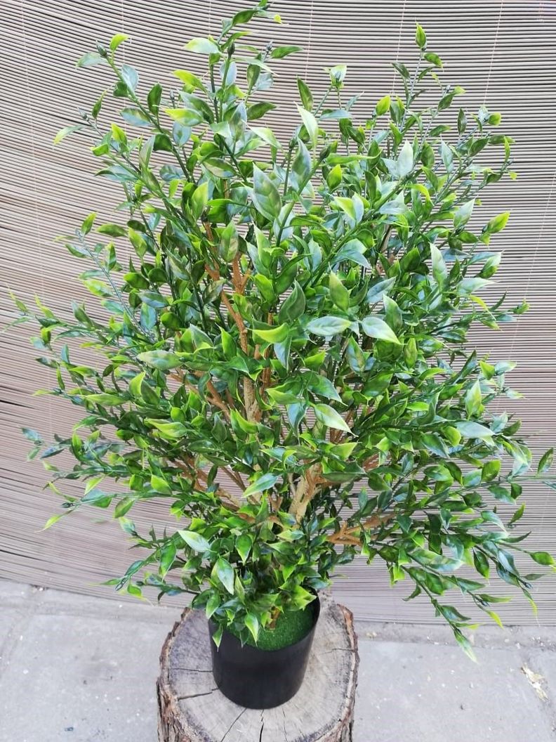 Planta Decorativa Arbusto Boj 76Cm-1