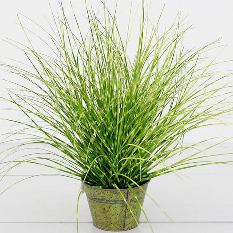 PLANTA DECORATIVA COREL PASTO CEBRA VERDE 48CM-0