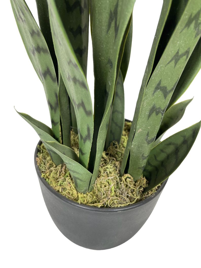 PLANTA DECORATIVA COREL SANSEVIERA VERDE 60CM-1