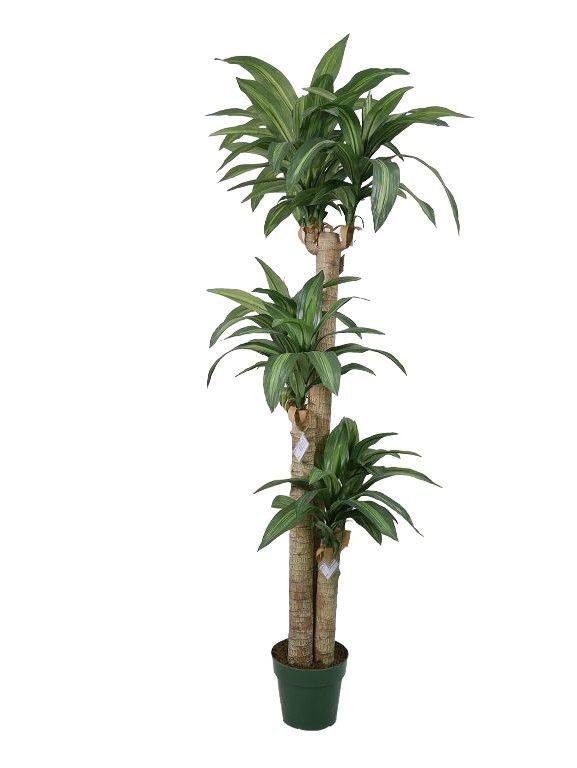 Planta Dracena 166cm Verde [ 300 ]
