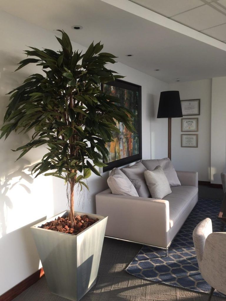 Planta Decorativa Arbol De Ficus Alli (No Incluye )-1