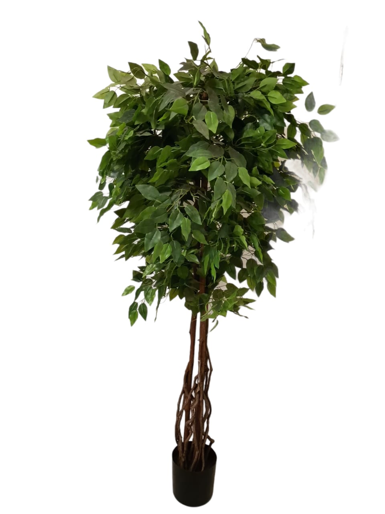 Planta Decorativa Arbol De Ficus Multi Tronco 180Cm-0