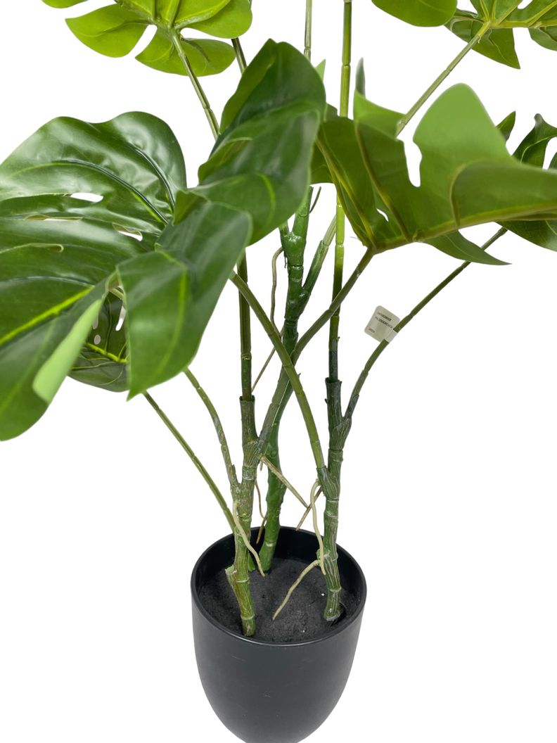 Planta Philodendro 89Cm-1