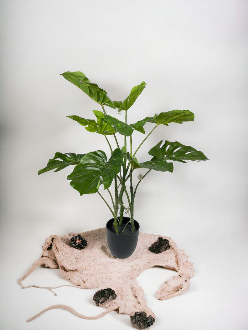 Planta Philodendro 89Cm-3