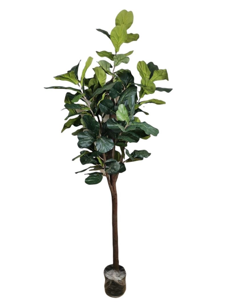 Planta Decorativa Arbol De Fiddle Tronco Grueso 180Cm -0