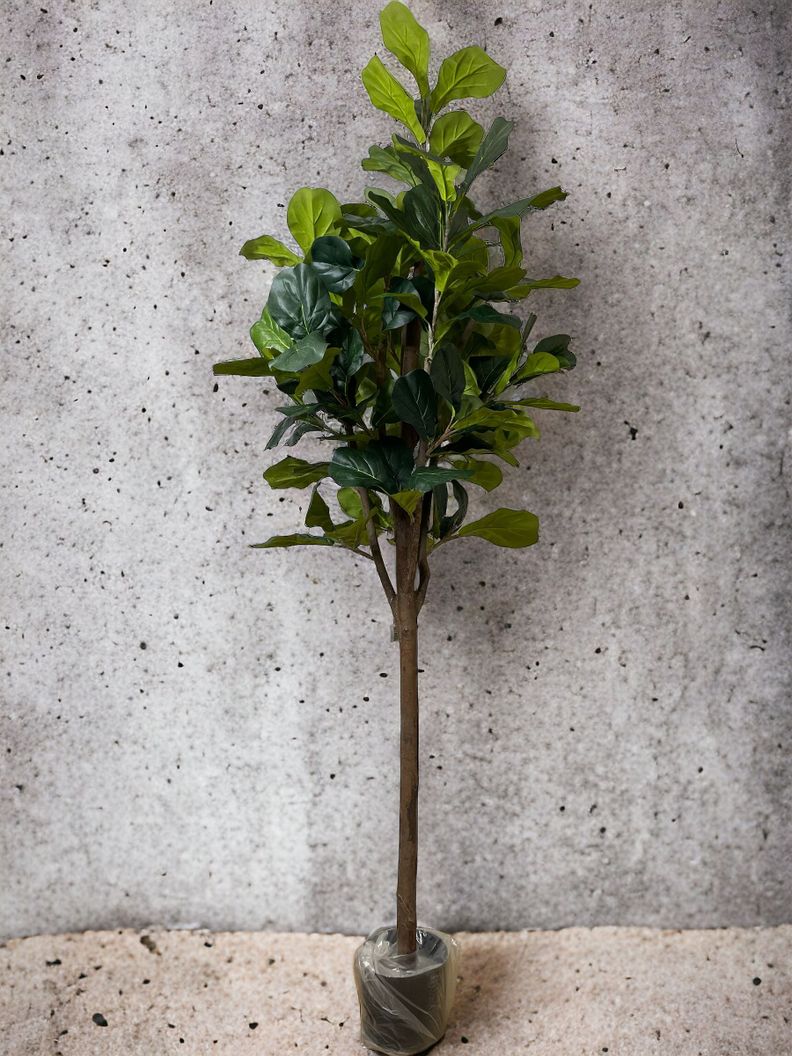 Planta Decorativa Arbol De Fiddle Tronco Grueso 180Cm -1