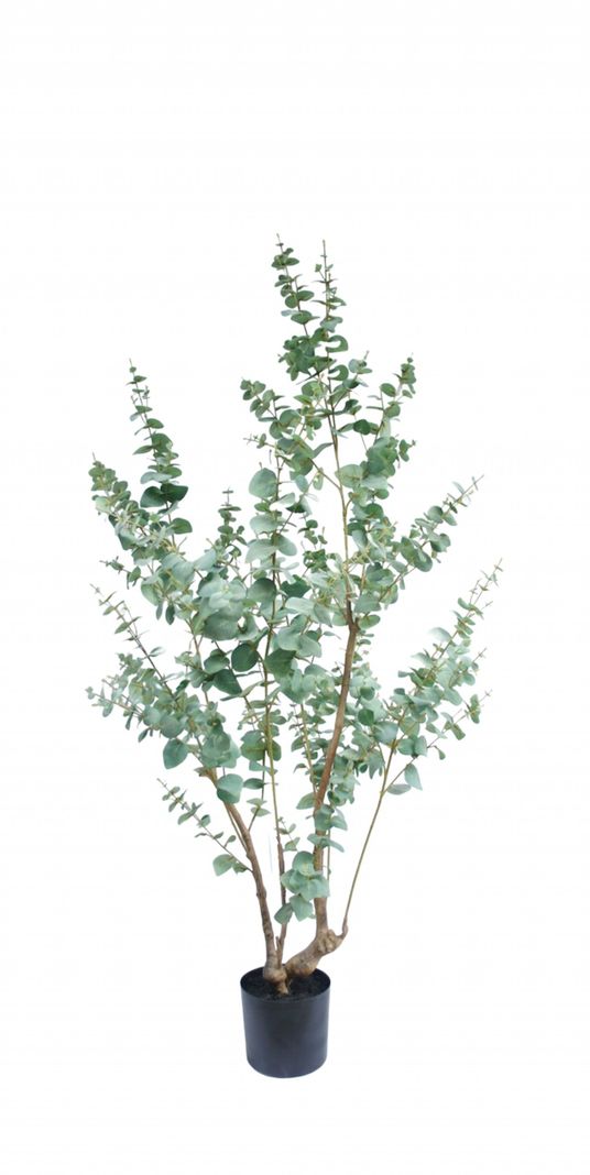 PLANTA DECORATIVA COREL ARBOL DE EUCALIPTO 180CM-0