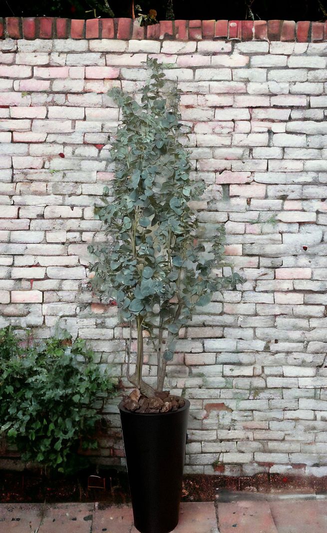 PLANTA DECORATIVA COREL ARBOL DE EUCALIPTO 180CM-3