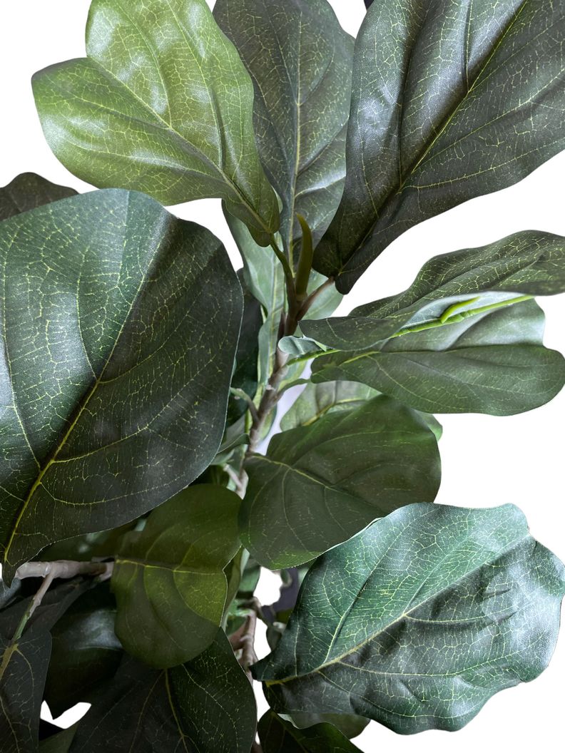 ARBOL LYRATA 90CM-1