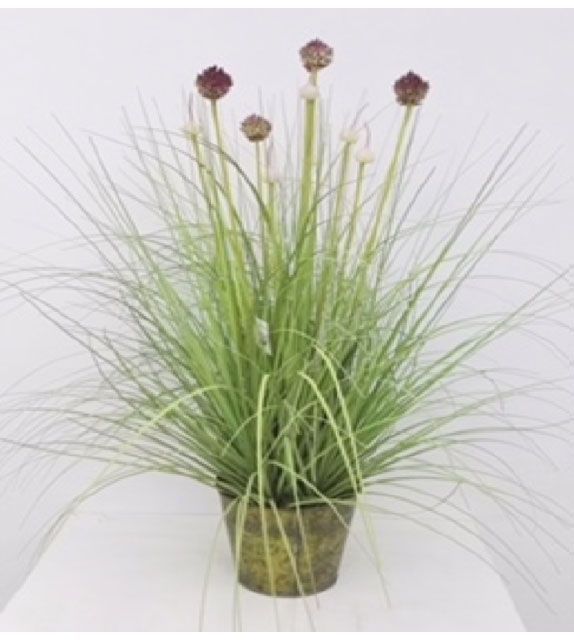 Planta Decorativa Pasto Cebolla Florencia/Morada 71Cm-0