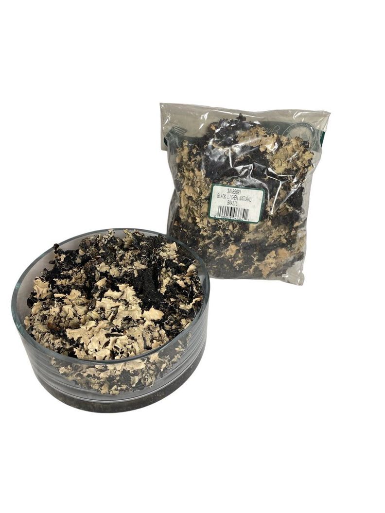 Paquete de Musgo Liquen Artificial Artificial | Estilo Natural para Interiores y Vitrinas Verde