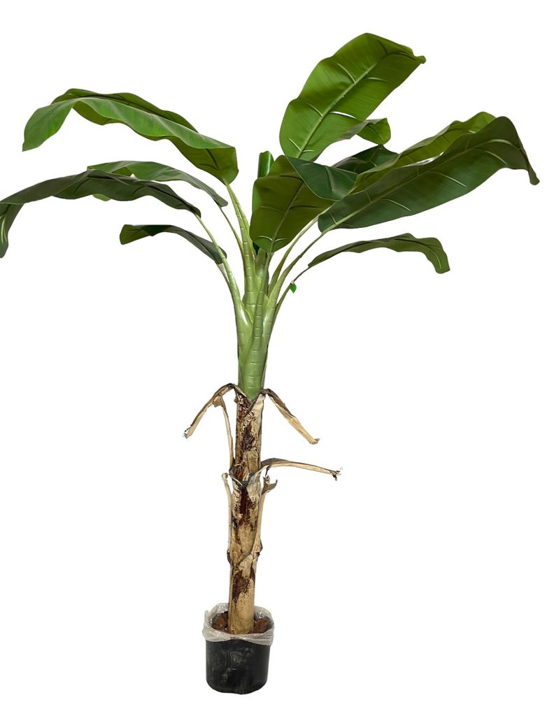 Planta Decorativa Arbol De Banano 175Cm-0