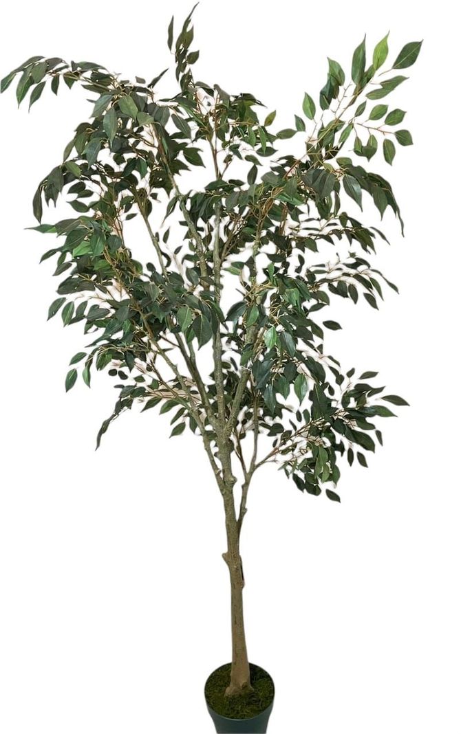 PLANTA DECORATIVA COREL ARBOL DE FICUS HOJA CHICA 168CM-0