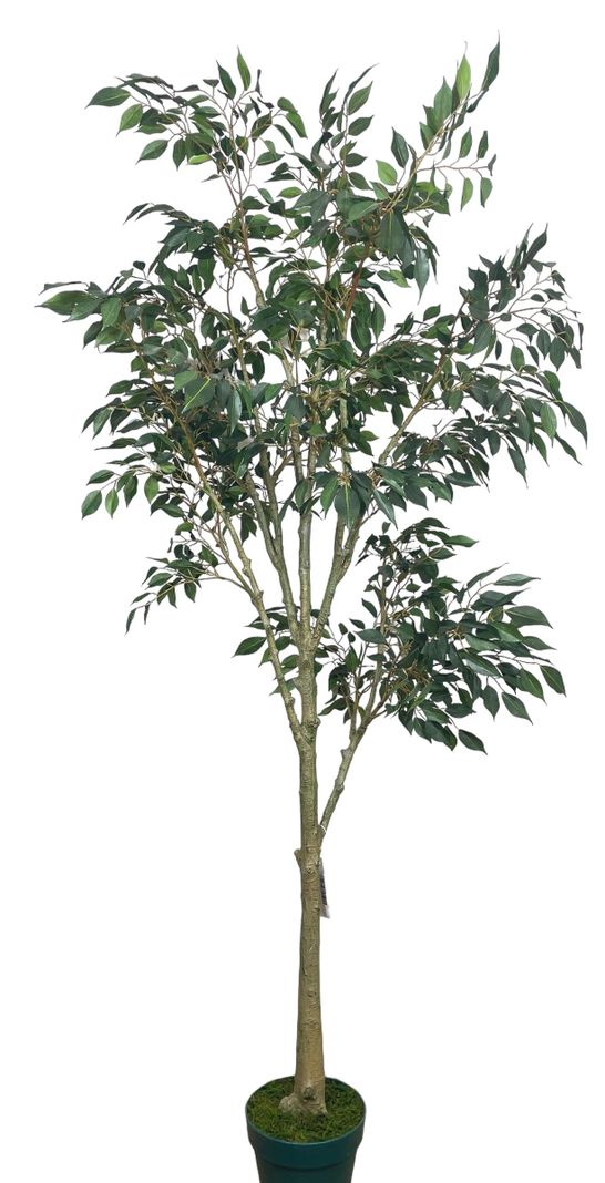 PLANTA DECORATIVA COREL ARBOL DE FICUS HOJA CHICA 168CM-1