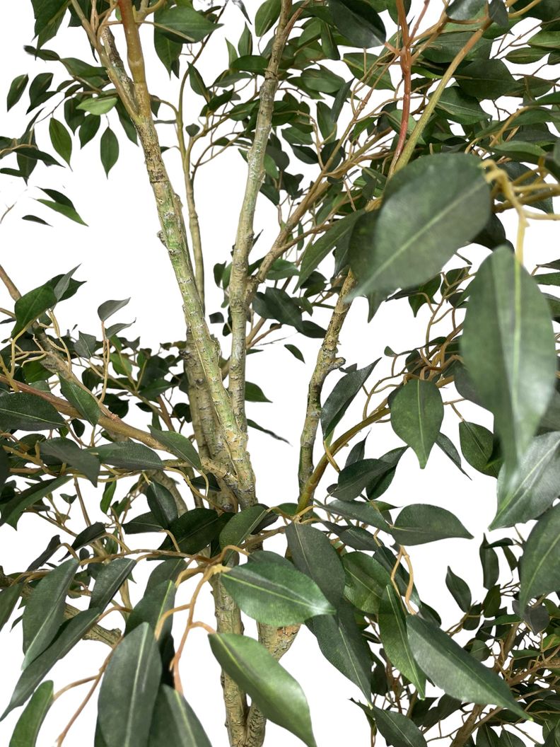 PLANTA DECORATIVA COREL ARBOL DE FICUS HOJA CHICA 168CM-2