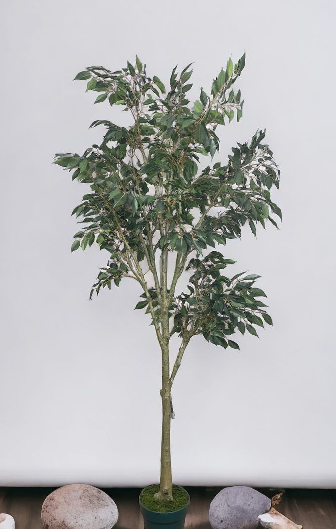 PLANTA DECORATIVA COREL ARBOL DE FICUS HOJA CHICA 168CM-3
