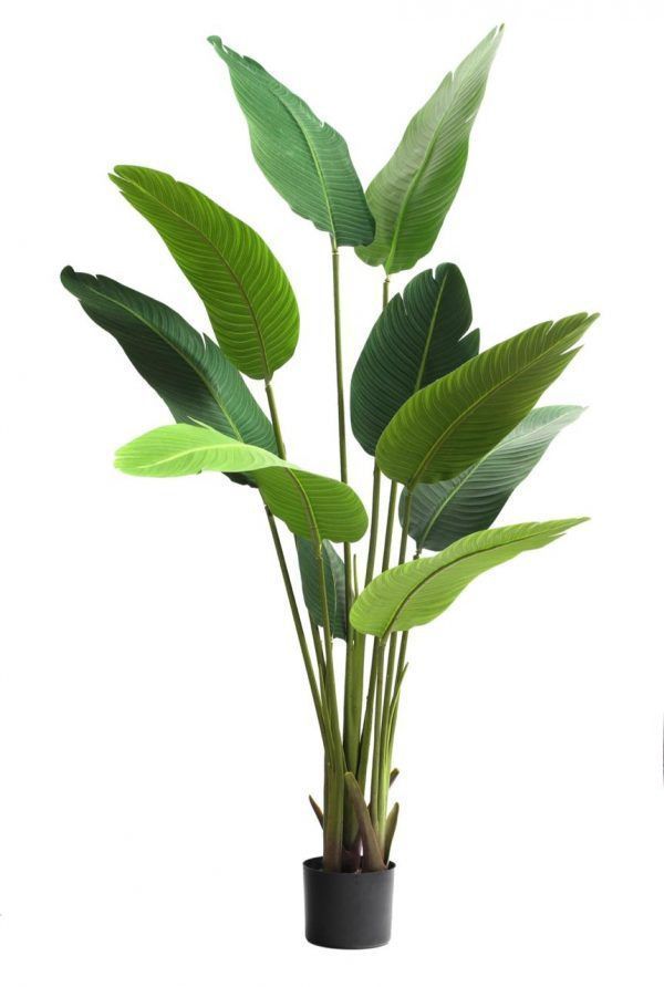 Planta Decorativa Palmera Sterlitzia 160Cm (Flor De Pajaro)-0