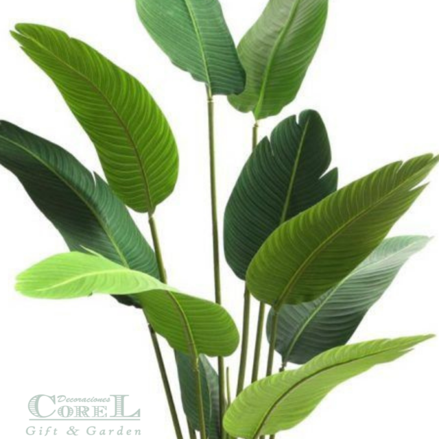 Planta Decorativa Palmera Sterlitzia 160Cm (Flor De Pajaro)-1